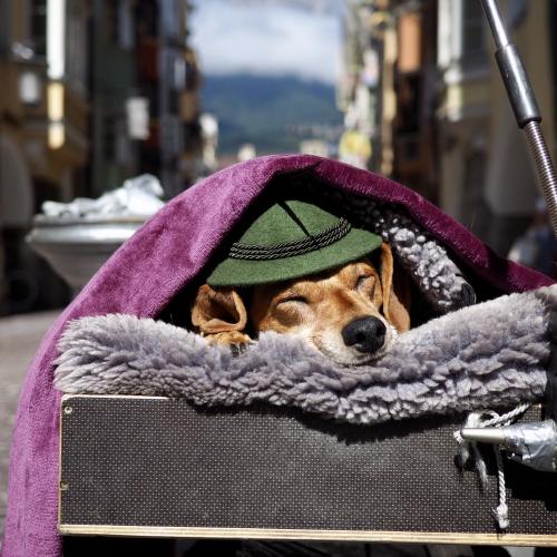 Hund mit Hut in Innsbrucker Altstadt
